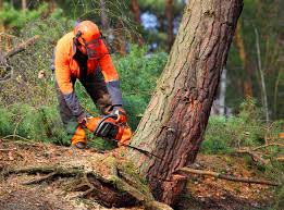 Best Arborist Consultation Services  in Arlington, WA